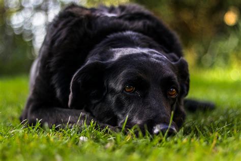 Image result for Adult Labrador