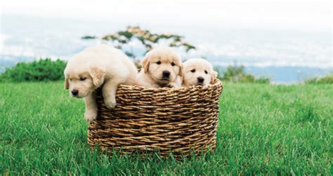 Top Dog Breeds for Indian Homes: Best Companions for Your Lifestyle