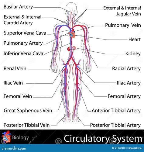 Image result for Circulatory System