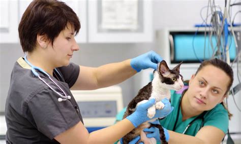 A Look into Your Veterinary Healthcare Team | Zoetis Petcare