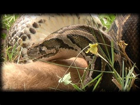 Image result for Python Attacks Rat