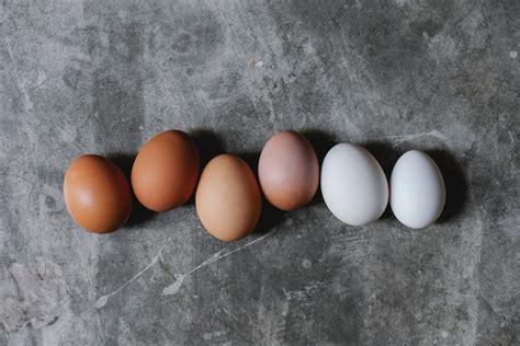 The Silver Laced Wyandotte: A Comprehensive Care Guide