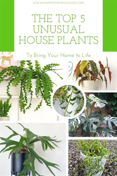 The Top 5 Unusual House Plants to Bring Your Home to Life | Mum In The ...