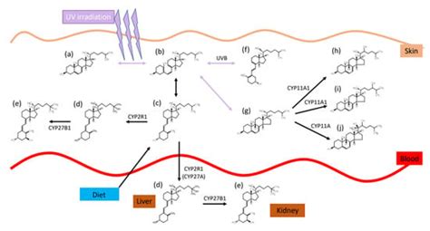 Safety Assessment of Vitamin D and Its Photo-Isomers in UV-Irradiated ...