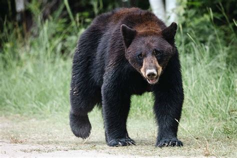 These are the Most Commonly Spotted Animals at Redwood National Park - A-Z Animals