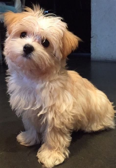 Morkie Lovers Club | Please don't leave without giving some love | Facebook