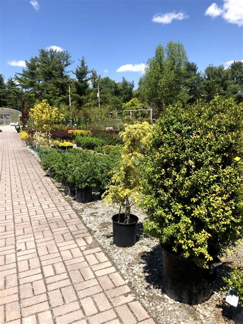 Our Nursery – Gardner's Landscape Nursery