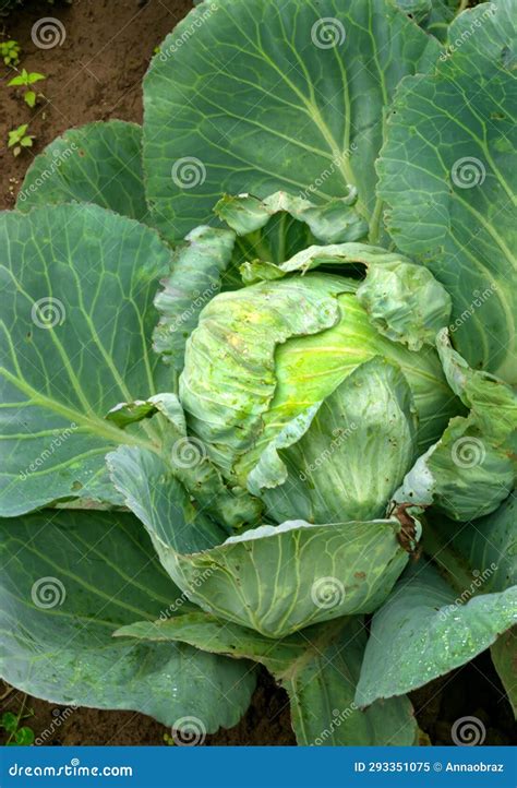 Heads of Cabbage in a Garden Bed in the Village Stock Image - Image of ...