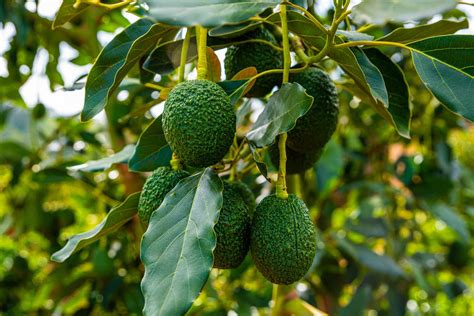 Image result for Planting Avocado Tree
