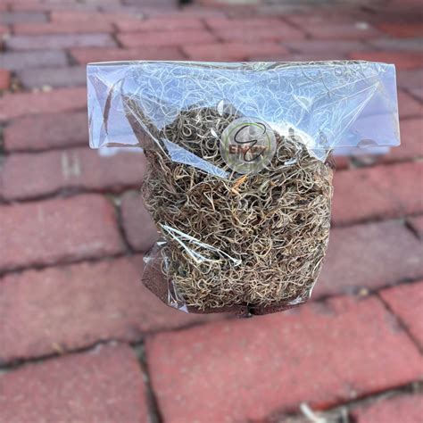 Spanish Moss - Natural - Entry Envy