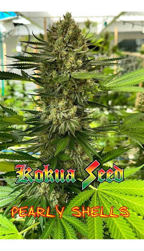 Image result for Pearly Shells