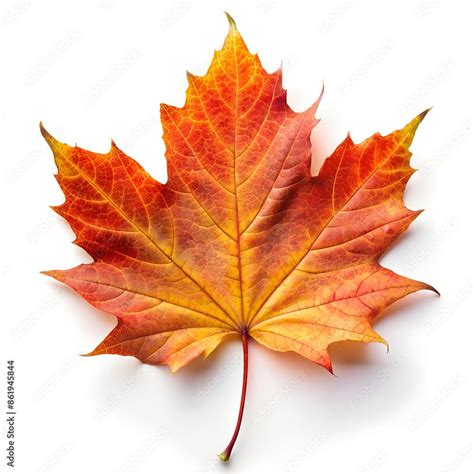 Single Autumn Maple leaf on white background. Top view. Stock Photo ...