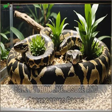 Image result for How Much Is a 1 Foot Ball Python