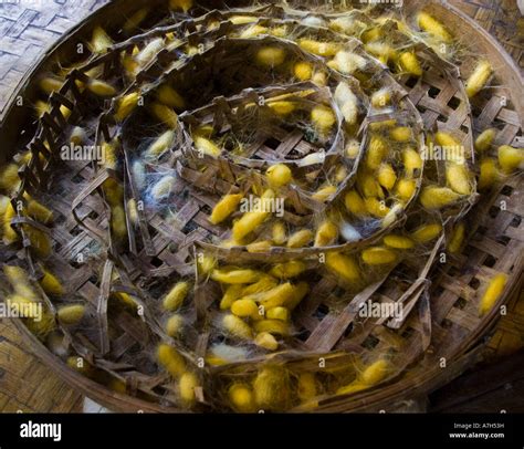 Silk Worm Cocoons Stock Photo - Alamy