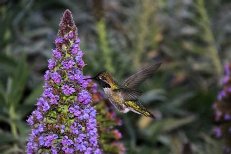 Where Do Hummingbirds Live