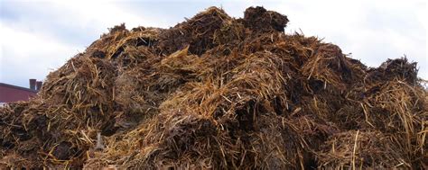 Illegal auf Acker von Landwirt abgeladen: Wem gehört der Pferdemist ...