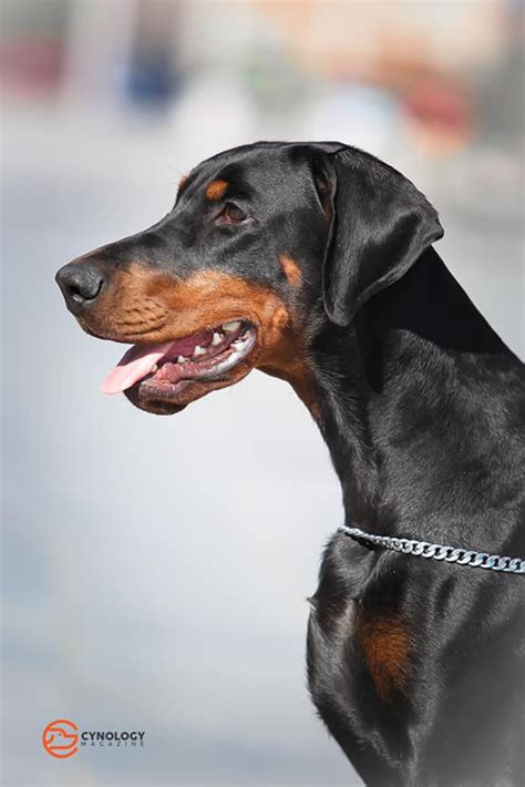 Doberman Scary 的图像结果