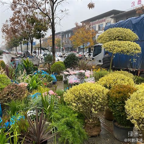 今天在芜湖，中式大宅植物布景中，第一次做这么大中式别院，没底..._装修达人_装修头条_齐家网