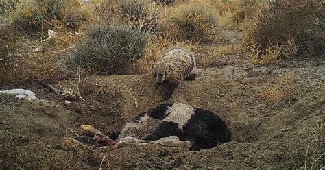 Video: American badger discovered burying a calf carcass many times its ...