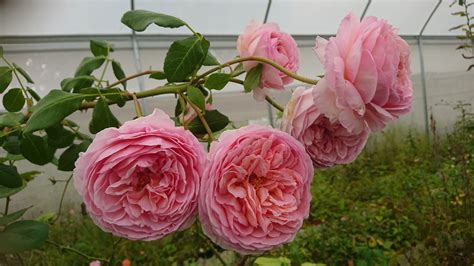 Abraham Darby — Eumundi Roses
