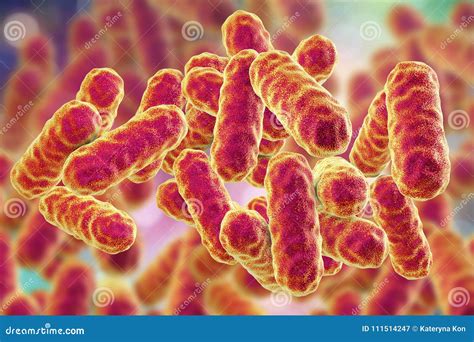 Serratia Marcescens Bacteria Stock Illustration - Illustration of ...