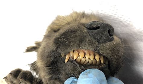 This 18,000-Year-Old ‘Puppy’ Discovered in Siberia Has Scientists ...