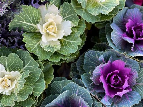 Ornamental Cabbage Plant