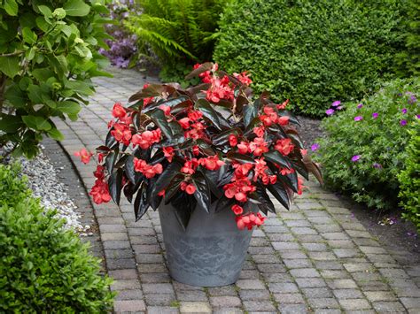 4.5″ Begonia Angel Wings ‘Dragon Wing’ – Spencer's Garden Centre