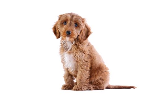 Image result for Cockapoo Breed