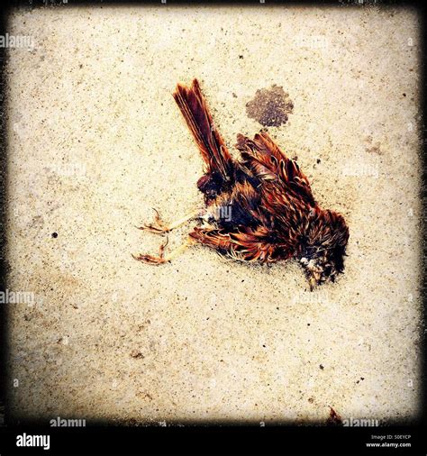 Small dead bird Stock Photo - Alamy