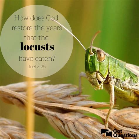 Swarm Of Locusts Bible
