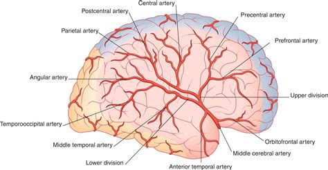 Blood Supply of the Brain - Clinical Tree