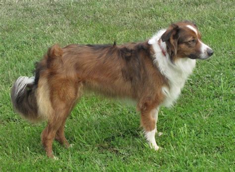 English Shepherd - Temperament, Lifespan, Shedding, Puppy