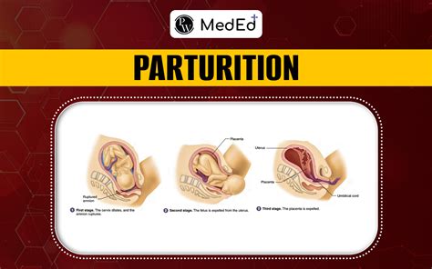 Image result for Parturition Class 12