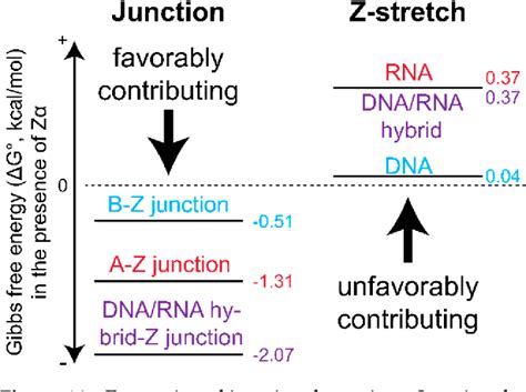 Image result for Z-DNA Function