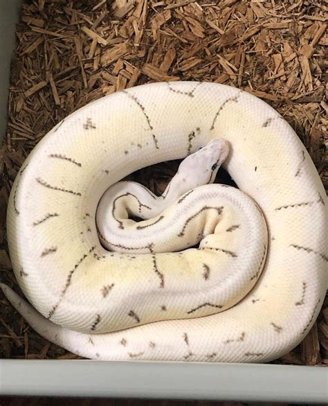 Image result for Killer Bee Ball Python