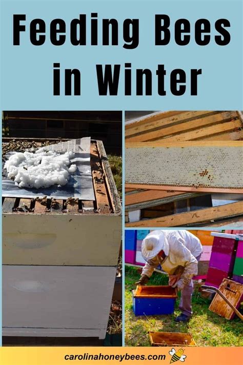 Image result for Bee Feeding Tips