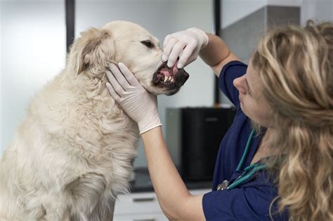 Pet Dental Cleaning - 5 Signs Your Pet Needs One