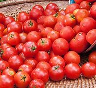 Image result for Bonnie Seeds and Plants