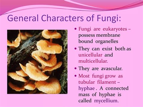 General charactersistics of fungi | PPTX
