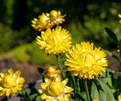 Best fall-flowering perennials: 7 expert-approved plants | Homes and ...