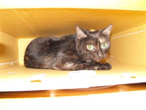 Katzen suchen ein neues Heim in Hann.münden | Tiere | Kleinanzeigen