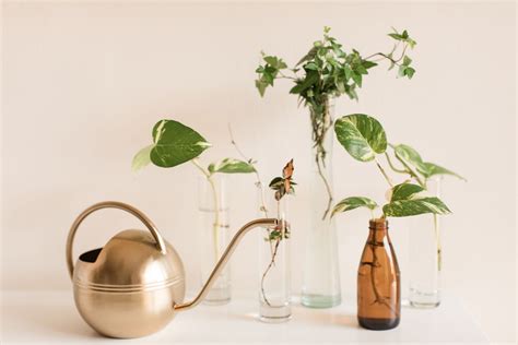 How to propagate pothos plants at home: a step-by-step guide | House ...