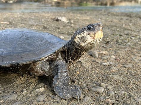 Threatened species recovery and restoration in Queensland’s Moonaboola (Mary River)