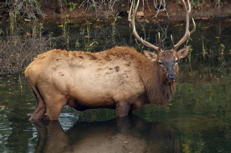 Buffalo River Elk Festival offers last shot to apply for Arkansas elk ...