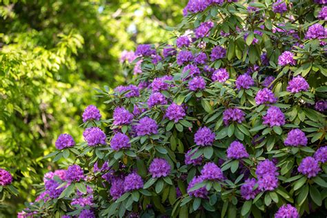 Fast Growing Evergreen Shrubs Texas Top 7 Evergreen Shrubs 7