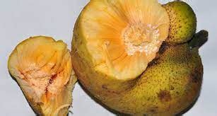 100+ फलों के नाम चित्र सहित | Fruits Name in Hindi and English