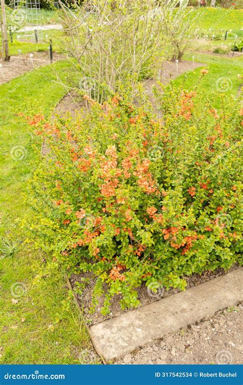 Flowering Quince or Chaenomeles Speciosa Plant in Saint Gallen in ...
