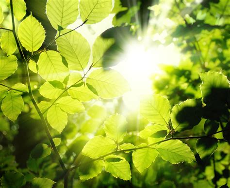 Understanding how plants breathe could help create drought resistant crops - Earth.com