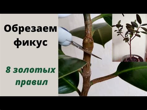 Схема обрезки фикуса | Obrezka.com